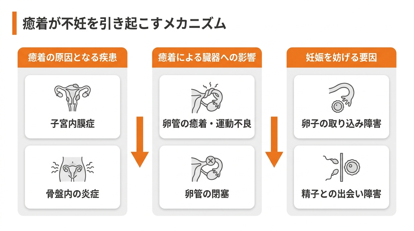 癒着がみられる場合は妊娠に影響する可能性も